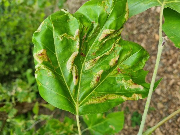 Plosk&aacute;čik platanov&yacute;