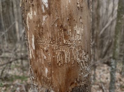 Lykokaz jaseňov&yacute;