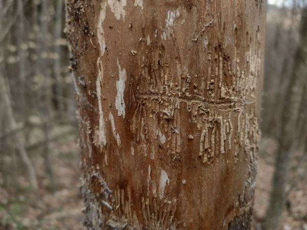 Lykokaz jaseňov&yacute;