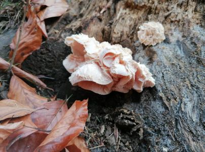 A - nie je v datab&aacute;ze