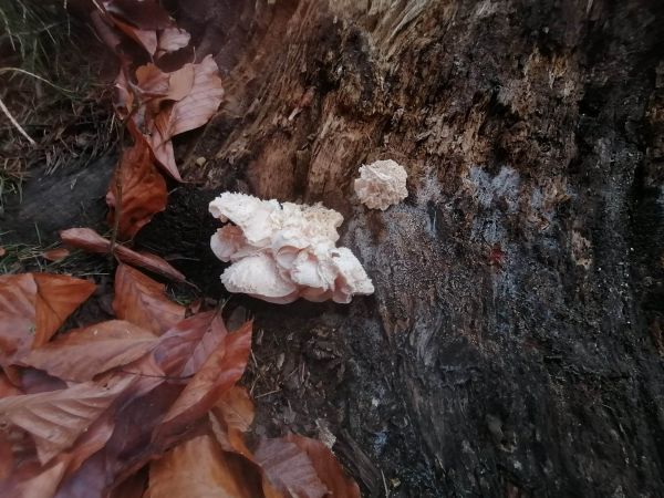 A - nie je v datab&aacute;ze