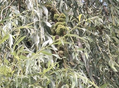 Vlnovn&iacute;k vŕbov&yacute;