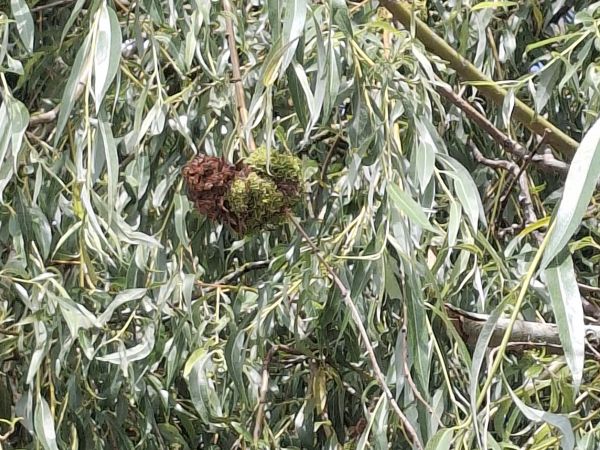 Vlnovn&iacute;k vŕbov&yacute;