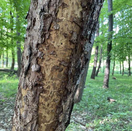  Vladimír Šalgovič