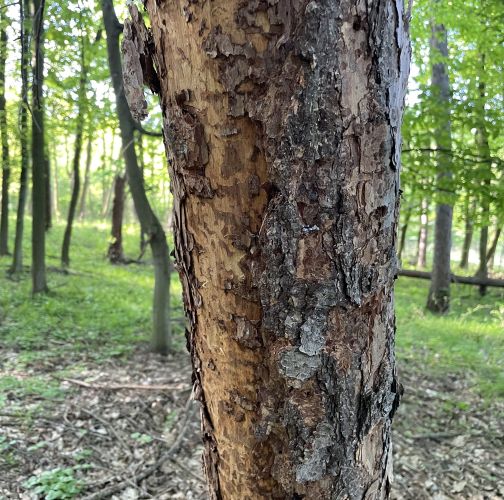  Vladimír Šalgovič