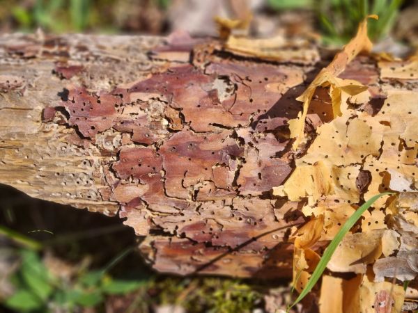 Lykožr&uacute;t vrcholcov&yacute; 