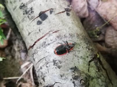 Cifru&scaron;a bezkr&iacute;dla 