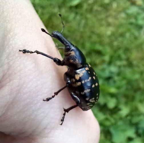 Anna Mária Trebulová