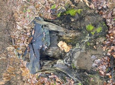 Hliva ustricovit&aacute;