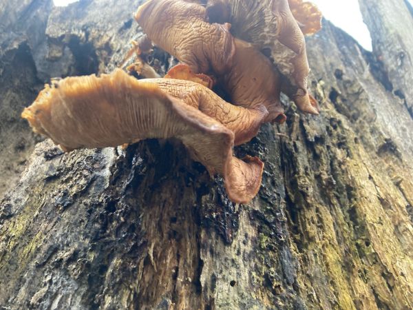 Hliva ustricovit&aacute;