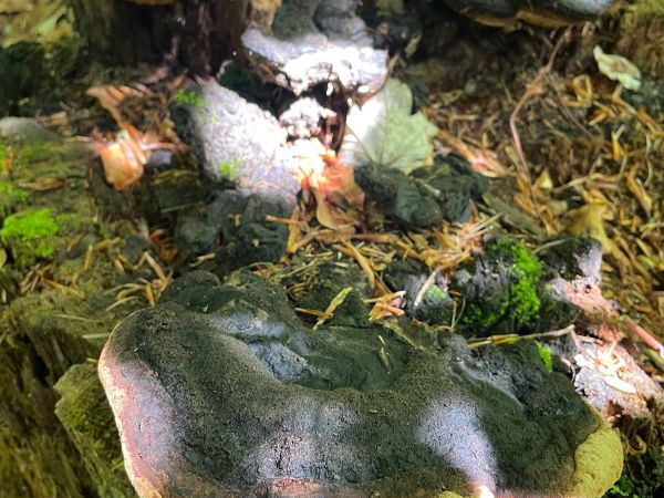 Tr&aacute;movka an&iacute;zov&aacute;