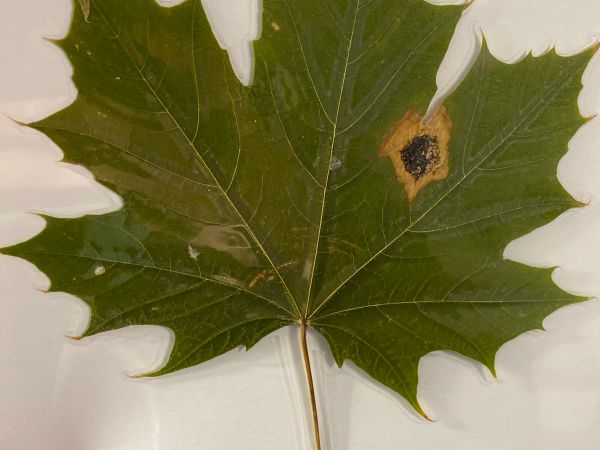 Čerň javorov&aacute;