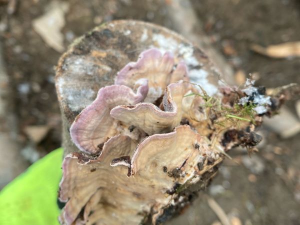 Ryhovec jedľov&yacute;