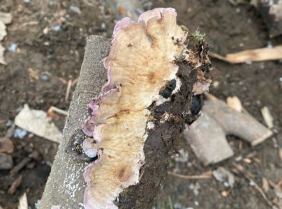 Ryhovec jedľov&yacute;