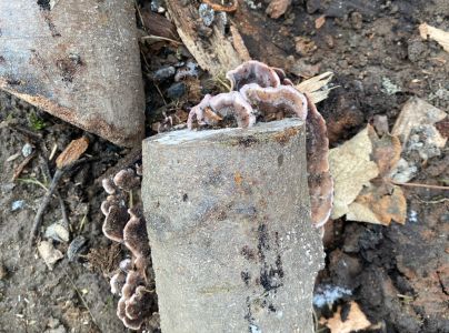 Ryhovec jedľov&yacute;