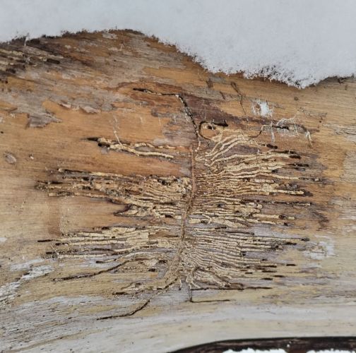 Michaela Kútniková 