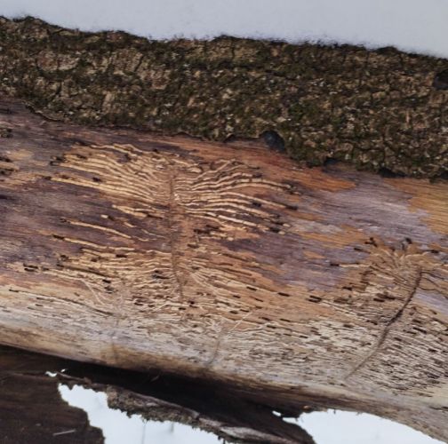 Michaela Kútniková 