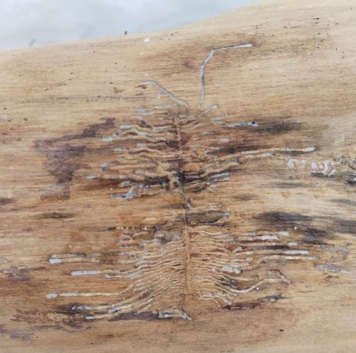 Michaela Kútniková 