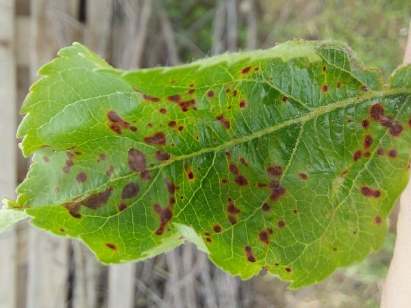 A - nie je v datab&aacute;ze