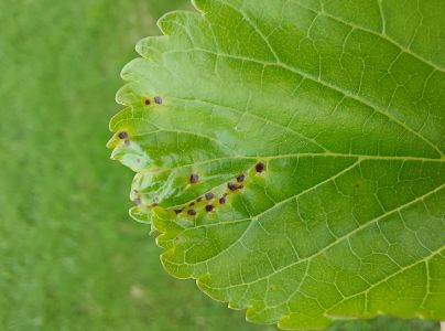 A - nie je v datab&aacute;ze