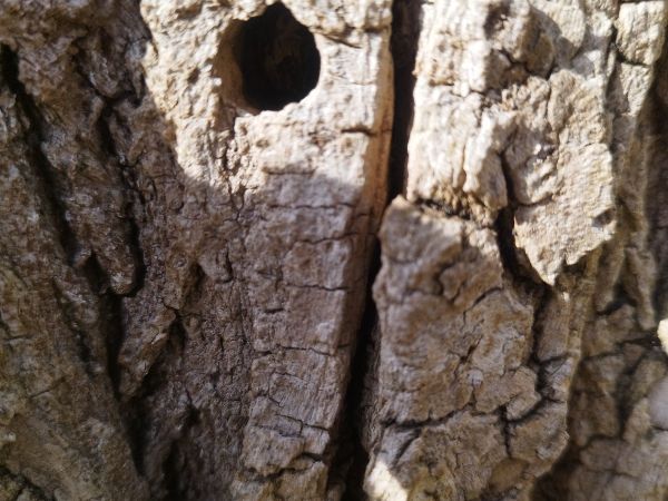 Podobn&iacute;k sr&scaron;ňovit&yacute;