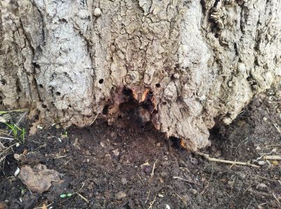 Podobn&iacute;k sr&scaron;ňovit&yacute;