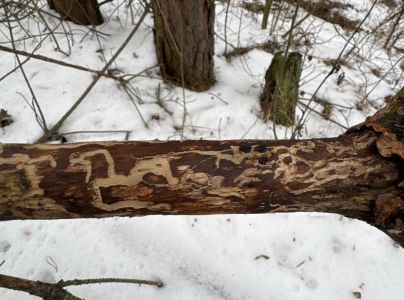 A - nejednoznačne určen&yacute;, nie sme si ist&iacute;