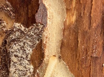 A - nejednoznačne určen&yacute;, nie sme si ist&iacute;