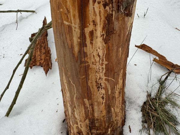 A - nejednoznačne určen&yacute;, nie sme si ist&iacute;