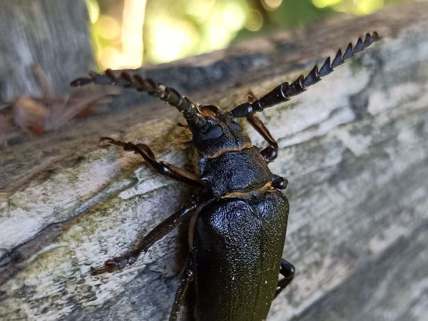 Fuz&aacute;č hrub&yacute;