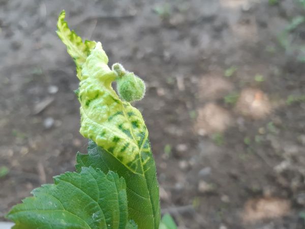 Vlnačka Tetraneura nigriabdominalis