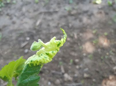 Vlnačka Tetraneura nigriabdominalis