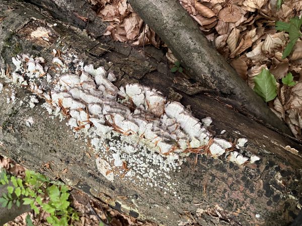 A - nie je v datab&aacute;ze