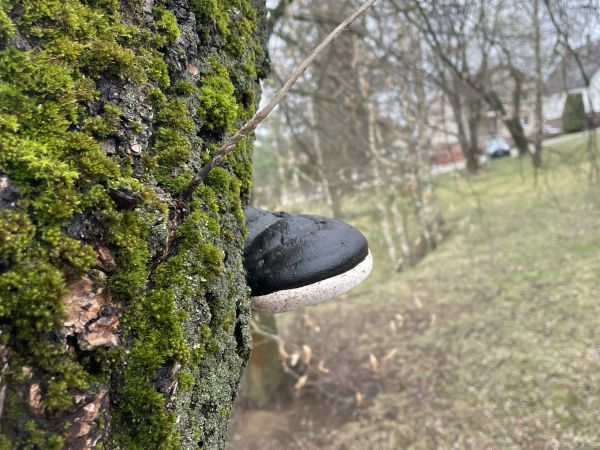 Ohňovec obyčajn&yacute;