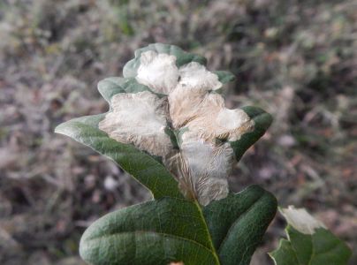 M&iacute;novn&iacute;k dubov&yacute;