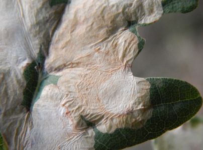 M&iacute;novn&iacute;k dubov&yacute;