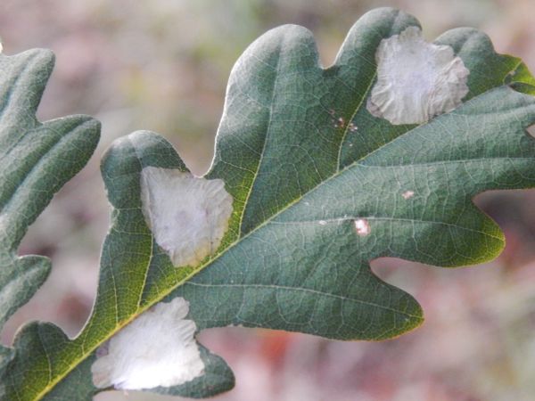 M&iacute;novn&iacute;k dubov&yacute;