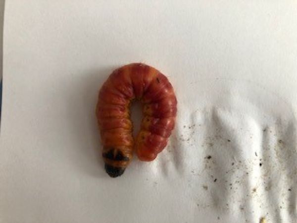 Drevotoč obyčajn&yacute;