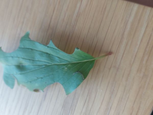 Čal&uacute;nicovit&eacute;