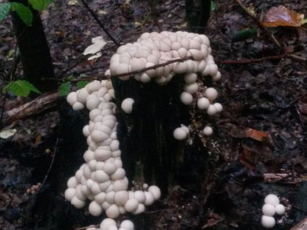 A - nejednoznačne určen&yacute;, nie sme si ist&iacute;