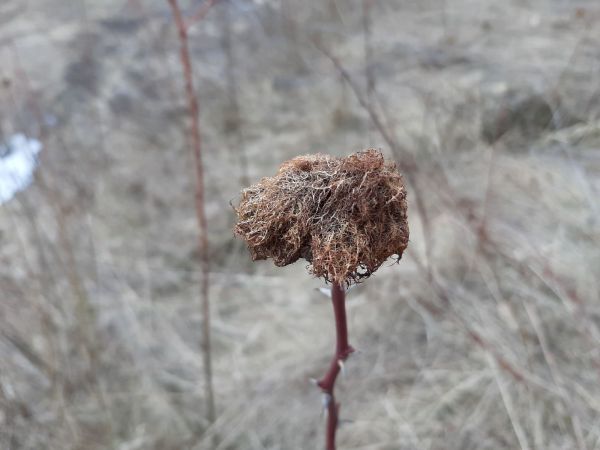 Hrčiarka ružov&aacute;