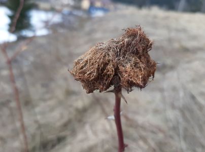 Hrčiarka ružov&aacute;