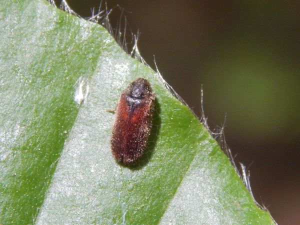 A - nie je v datab&aacute;ze