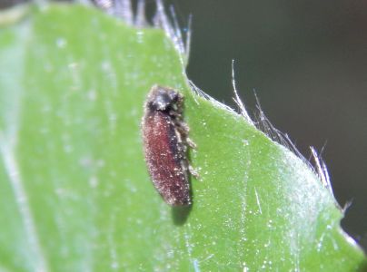 A - nie je v datab&aacute;ze