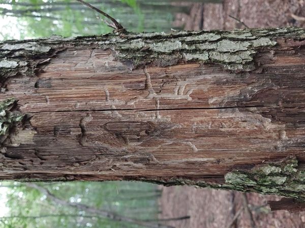 A - nejednoznačne určen&yacute;, nie sme si ist&iacute;