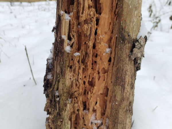 Mravce rodu Camponotus