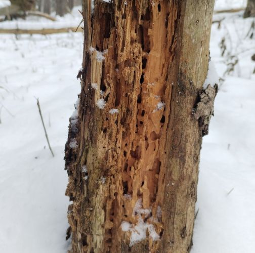 Michaela Kútniková 