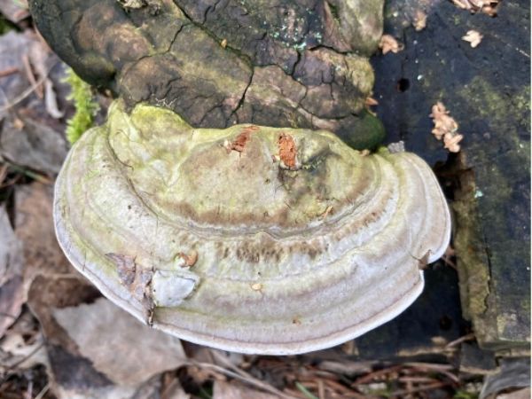 Pr&aacute;chnovček p&aacute;sikav&yacute; 