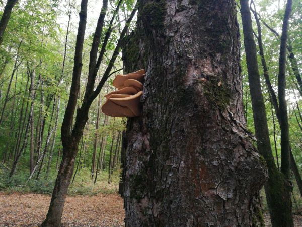 Tr&uacute;dnik &scaron;upinat&yacute;