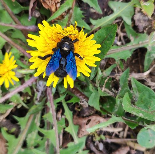 Kristína Veselková